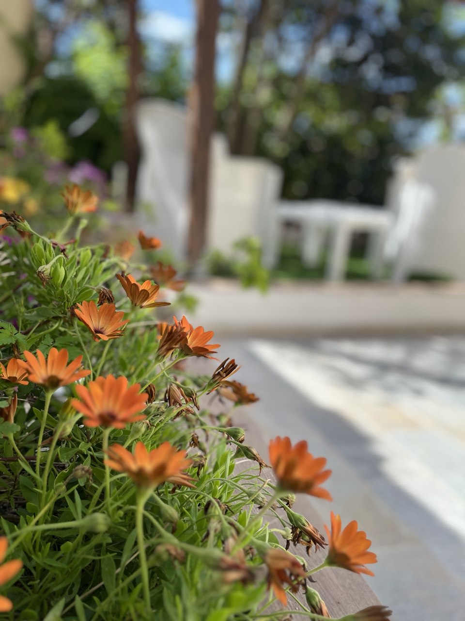 Giardino fiorito