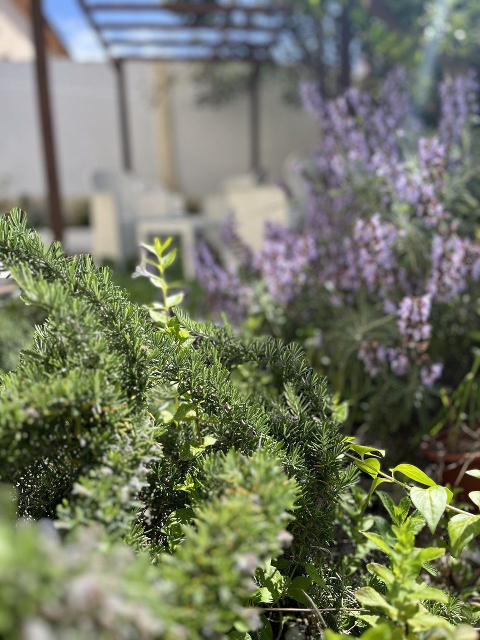 Giardino aromatico